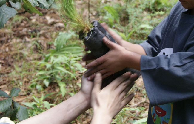 Restauracion  Ambiental